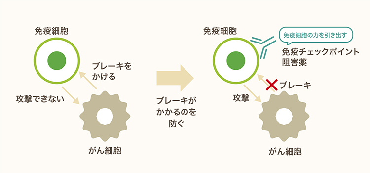 免疫チェックポイント阻害薬の仕組み PC