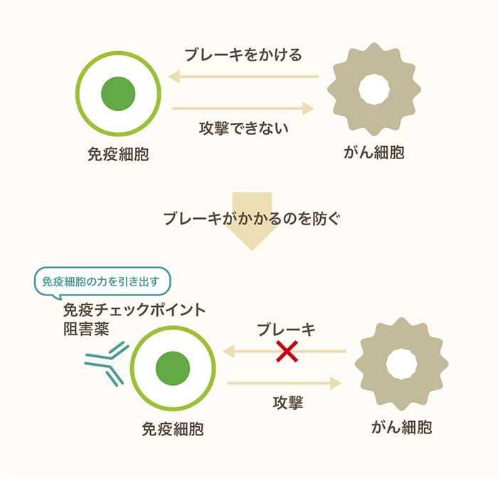 免疫チェックポイント阻害薬の仕組み スマホ