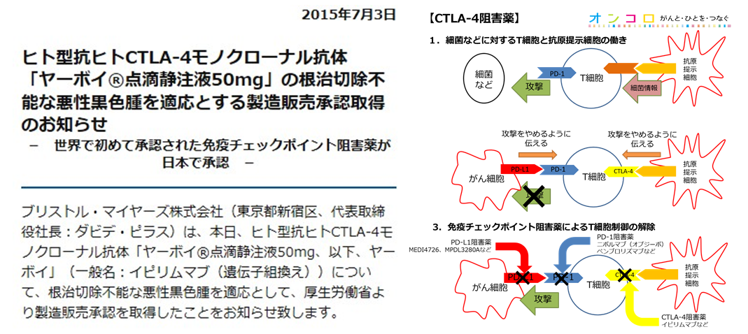 メラノーマ 7/3免疫チェックポイント阻害薬ヤーボイ承認 | がん情報