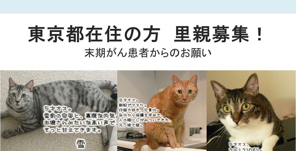 <募集終了しました>【東京在住の方】猫の里親募集！
